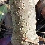 Phellodendron amurense Bark