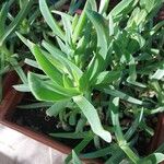 Carpobrotus acinaciformis Folla