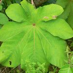 Cecropia obtusa Blatt