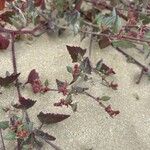 Oxybasis chenopodioides পাতা