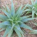 Aloe × spinosissima ᱛᱟᱦᱮᱸ