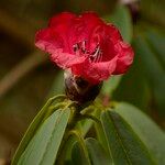 Rhododendron strigillosum Blomma