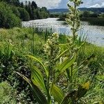 Veratrum album Habit