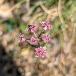 Seseli montanum Flower