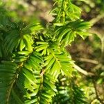 Taxus canadensis 葉