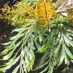 Grevillea robusta पत्ता