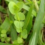 Drymaria cordata Leaf