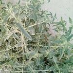 Atriplex rosea ശീലം