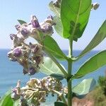 Calotropis gigantea Kvet