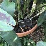 Guarianthe bowringiana Corteza