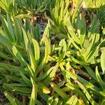 Carpobrotus acinaciformis 葉