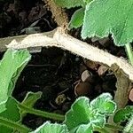 Pelargonium tomentosum Blatt