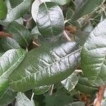 Feijoa sellowiana 葉