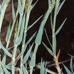 Aeluropus littoralis (Feuille)