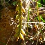 Bulbophyllum elliotii 果實