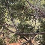Juniperus californica