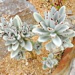 Kalanchoe tomentosa 葉