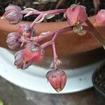 Graptopetalum bellum Kvet