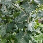 Eryngium giganteum Blatt