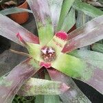 Neoregelia farinosa Flors