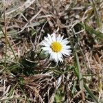 Bellis perennisFiore