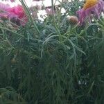 Argyranthemum frutescens Foglia