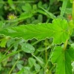 Monsonia longipes Leaf