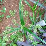 Cyperus strigosus 葉