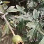 Crataegus laciniata Fruit