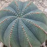 Euphorbia obesa 樹皮