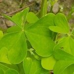 Oxalis fontana Leaf