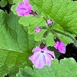 Primula sieboldii फूल