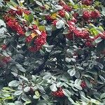 Cotoneaster coriaceus Fruit