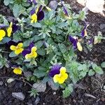 Viola tricolor Lorea