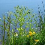 Ranunculus sceleratus Blad