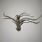 Tillandsia bulbosa Liść