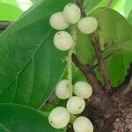 Antidesma venosum Fruit