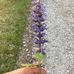 Ajuga genevensisFlower