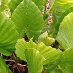 Alocasia odora Liść