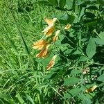 Lathyrus ochraceus Flower