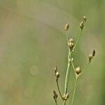 Juncus tenageia Egyéb