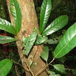 Coelocaryon preussii Hoja