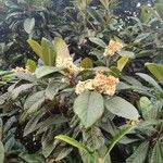Eriobotrya japonica Likasa