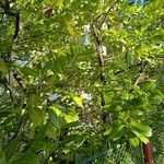 Prunus laurocerasus Deilen
