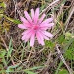 Crepis rubra Flor