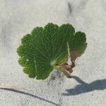 Hydrocotyle bonariensis Liść