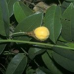 Passiflora laurifolia Frukto