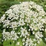 Peucedanum ostruthium Flower