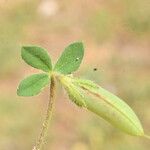 Lotus edulis ফল