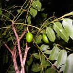 Andira inermis Fruit